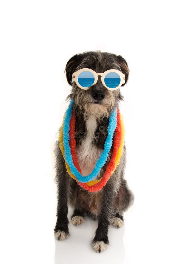 PERRO DE LA MODA LISTO POR DÍAS DE FIESTA DE LAS VACACIONES DE VERANO EN LAS GAFAS DE SOL DEL VINTAGE DE LA PLAYA Y LOS LEUS DE H fotografía de archivo libre de regalías PERRO DE LA MODA LISTO POR DÍAS DE FIESTA DE LAS VACACIONES DE VERANO EN LAS GAFAS DE SOL DEL VINTAGE DE LA PLAYA Y LOS LEUS DE H fotografía de archivo libre de regalías