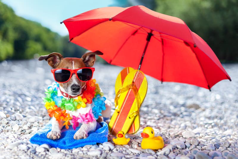 Dog under umbrella at beach with yellow rubber ducks. Dog under umbrella at beach with yellow rubber ducks