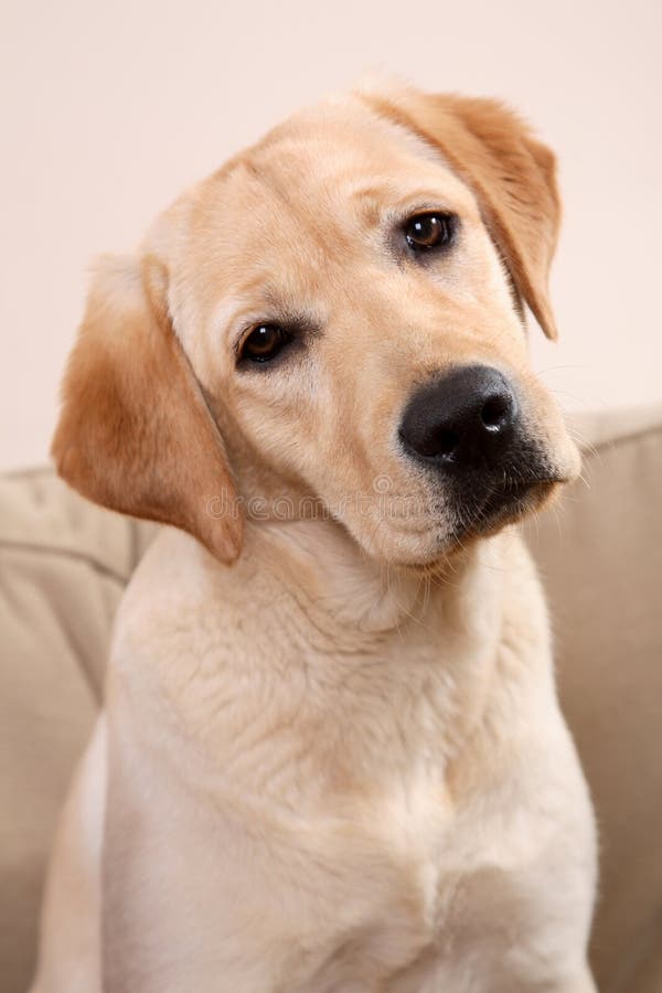 Perro de Labrador imágenes de archivo libres de regalías Perro de Labrador imágenes de archivo libres de regalías