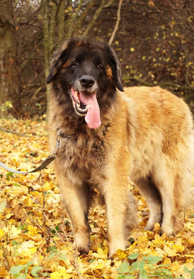 Informazioni E Caratteristiche Sulla Razza Del Cane Leonberger | Pet Yolo - Foto 4