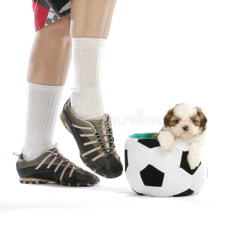 Sports hound - cute puppy sitting in soccer ball with soccer player - shih tzu. Sports hound - cute puppy sitting in soccer ball with soccer player - shih tzu