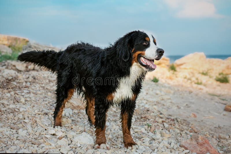 Perro de montaña de Bernese feliz mojado después de bañar en el mar, oponiéndose en una playa triste al cielo azul foto de archivo Perro de montaña de Bernese feliz mojado después de bañar en el mar, oponiéndose en una playa triste al cielo azul foto de archivo