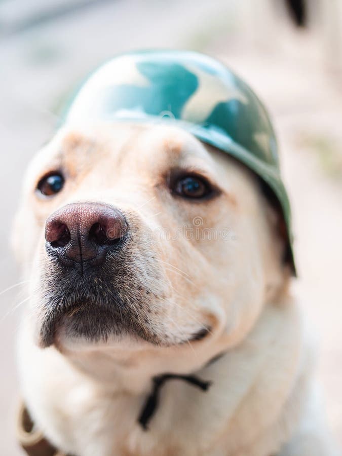 Perro de oro adulto hermoso de Labrador en casco militar Sonrisa del perrito Él ` s que siente caliente en el verano Perro entren imagenes de archivo Perro de oro adulto hermoso de Labrador en casco militar Sonrisa del perrito Él ` s que siente caliente en el verano Perro entren imagenes de archivo