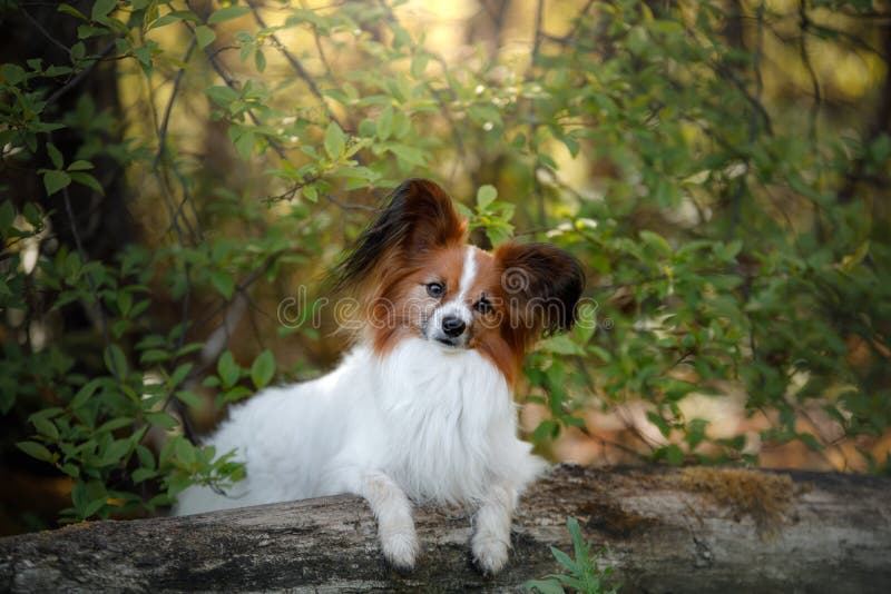 Perro de Papillon en el bosque imágenes de archivo libres de regalías Perro de Papillon en el bosque imágenes de archivo libres de regalías