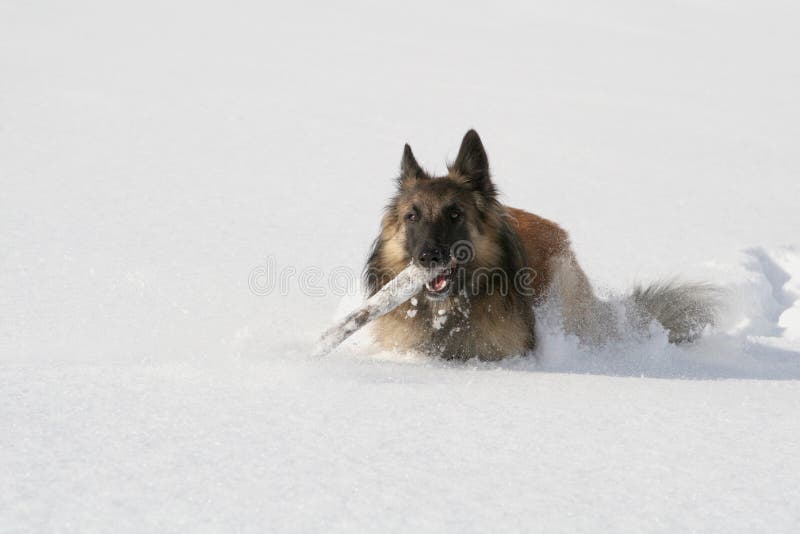 Perro de pastor que se ejecuta en la nieve foto de archivo Perro de pastor que se ejecuta en la nieve foto de archivo
