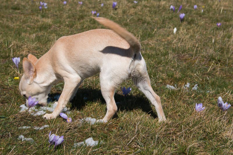 Perro de perrito bastante blanco que come nieve en la hierba foto de archivo Perro de perrito bastante blanco que come nieve en la hierba foto de archivo