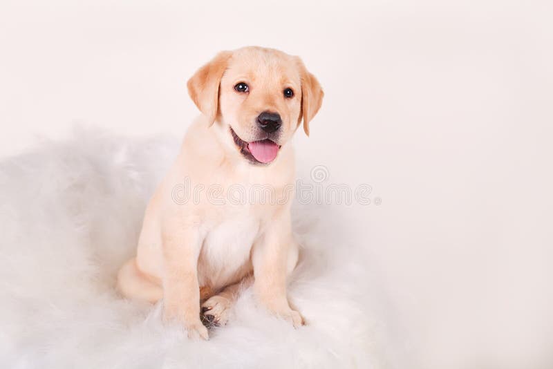 Perro de perrito blanco del labrador retriever que mira lejos de la cámara en el fondo blanco imagen de archivo Perro de perrito blanco del labrador retriever que mira lejos de la cámara en el fondo blanco imagen de archivo