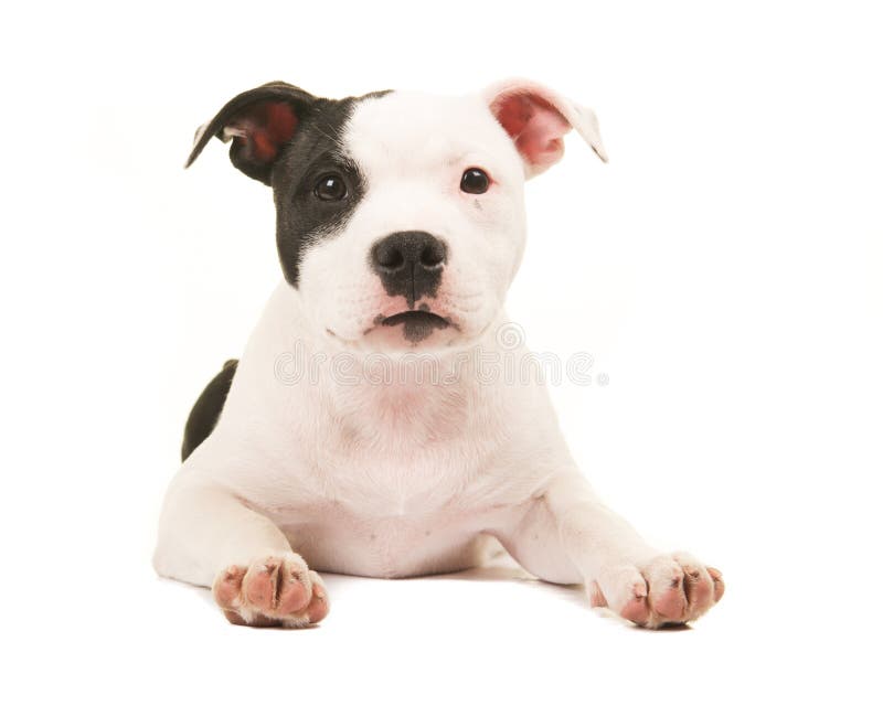 Perro De Perrito Blanco Y Negro Lindo Del Terrier De Pitbull Que Miente En El Piso Que Hace Frente A La Camara Imagen De Archivo Imagen De Hueco Suelo Perro De Perrito Blanco Y Negro Lindo Del Terrier De Pitbull Que Miente En El Piso Que Hace Frente A La Camara Imagen De Archivo Imagen De Hueco Suelo