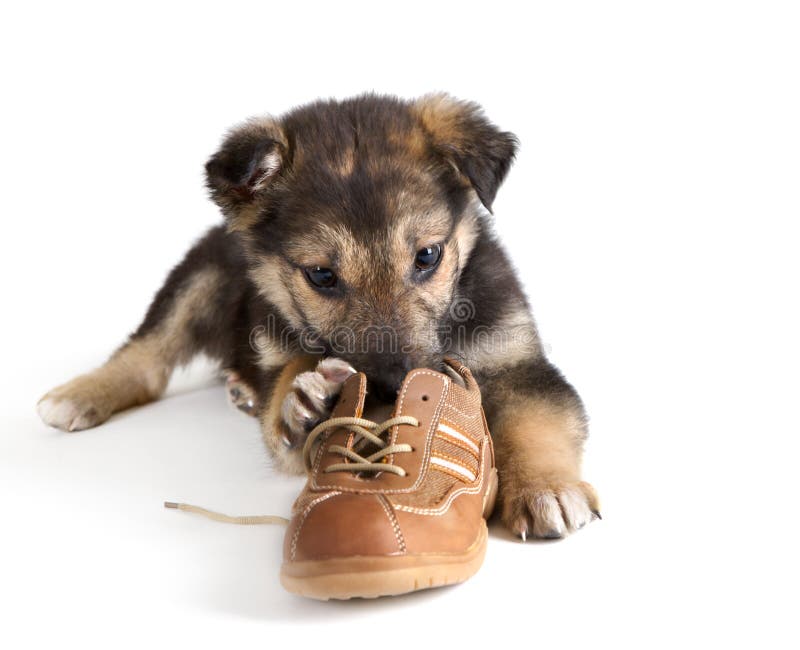 Perro De Perrito Con Los Zapatos Foto de archivo Imagen de perro