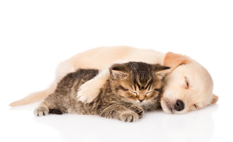 Perro de perrito del golden retriever y gato británico que duermen junto Aislado