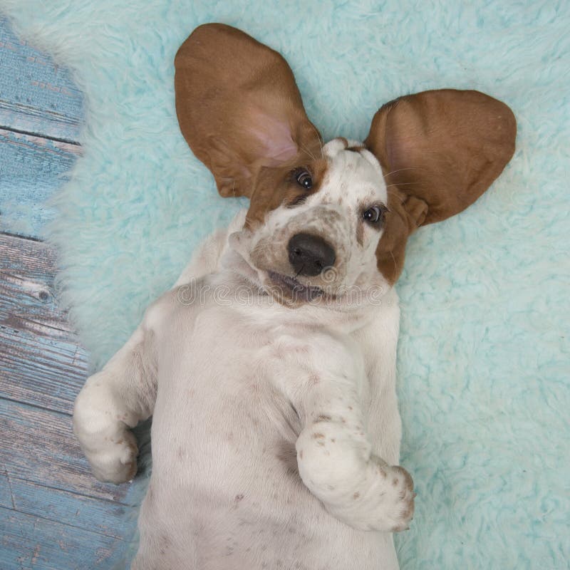 Perro de perrito del perro de afloramiento que miente en su parte posterior vista de una opinión de alto ángulo imagen de archivo Perro de perrito del perro de afloramiento que miente en su parte posterior vista de una opinión de alto ángulo imagen de archivo