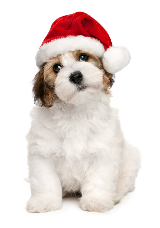 Perro de perrito havanese de la Navidad linda fotos de archivo libres de regalías Perro de perrito havanese de la Navidad linda fotos de archivo libres de regalías
