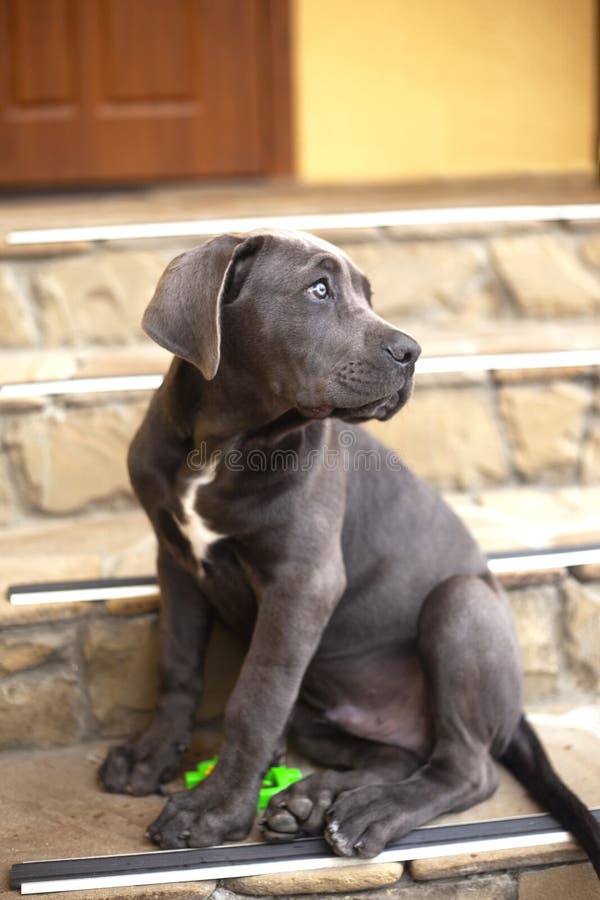Perro de perrito lindo del corso del bastón que se sienta cerca de la casa y que mira para arriba fotografía de archivo Perro de perrito lindo del corso del bastón que se sienta cerca de la casa y que mira para arriba fotografía de archivo