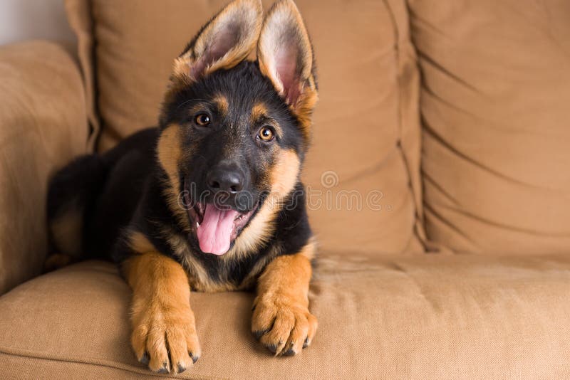 Perro de perrito lindo en un sofá