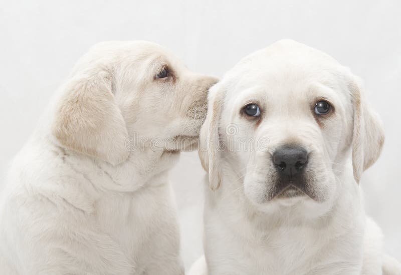 Perro de perrito que comparte un secreto foto de archivo Perro de perrito que comparte un secreto foto de archivo