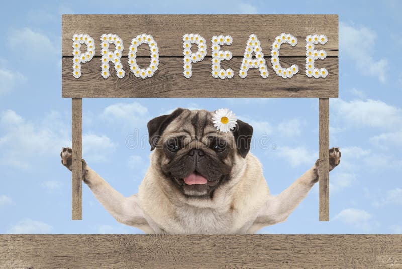 Perro de perrito sonriente feliz del barro amasado con favorable paz de madera de la muestra y del texto en las flores blancas imagen de archivo libre de regalías Perro de perrito sonriente feliz del barro amasado con favorable paz de madera de la muestra y del texto en las flores blancas imagen de archivo libre de regalías