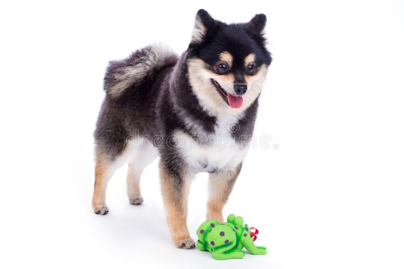 Hermoso perro negro de Pomerania en la cama · Creative Fabrica