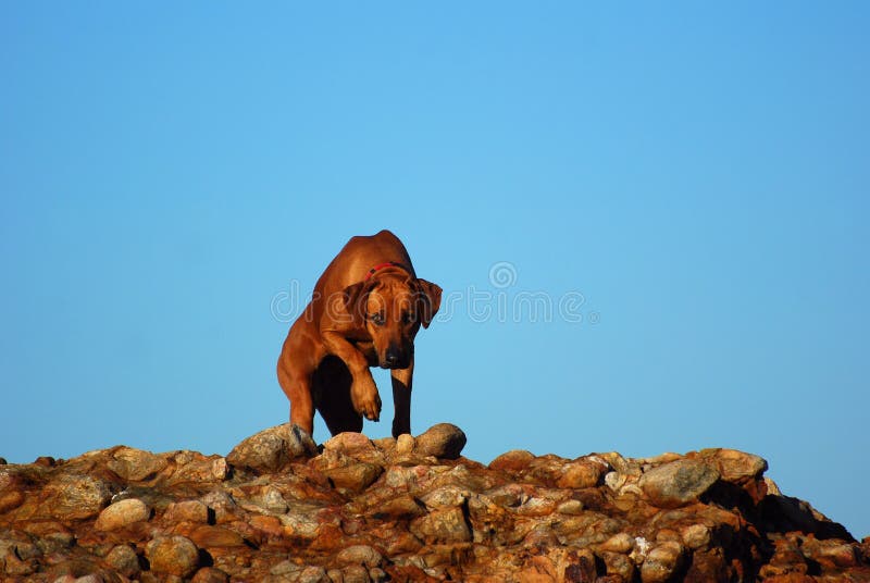 Perro de Rhodesian Ridgeback en rocas imagenes de archivo Perro de Rhodesian Ridgeback en rocas imagenes de archivo