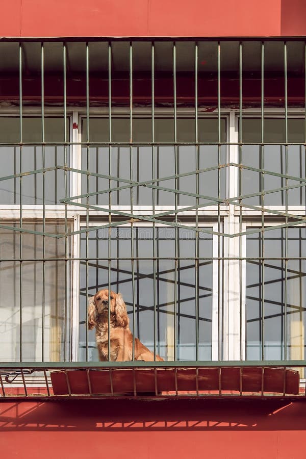 Perro de Spamniel del cocker delante de la ventana vieja del apartamento, Pekín, China foto de archivo libre de regalías Perro de Spamniel del cocker delante de la ventana vieja del apartamento, Pekín, China foto de archivo libre de regalías