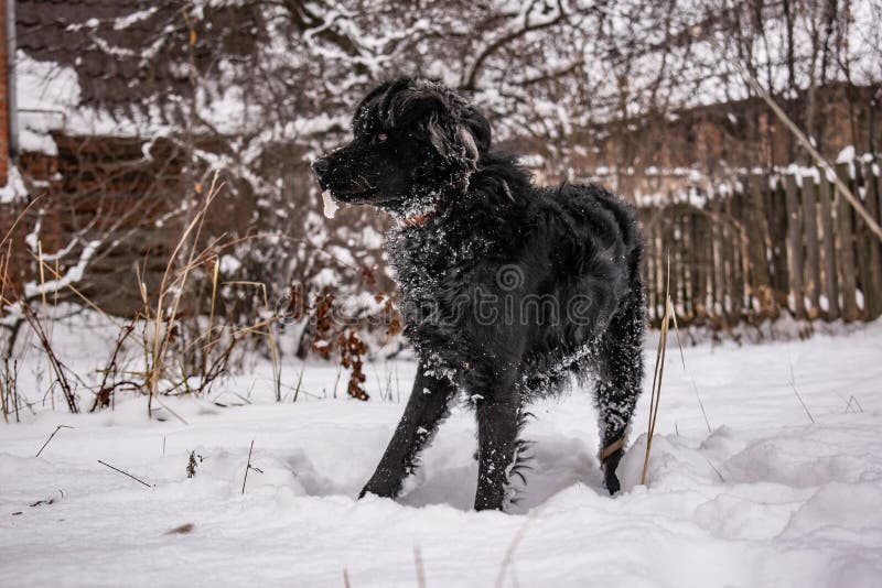 Perro de yarda negro, con el pelo lanudo, perro perdiguero Invierno, tiempo escarchado y mucha nieve blanca fotografía de archivo Perro de yarda negro, con el pelo lanudo, perro perdiguero Invierno, tiempo escarchado y mucha nieve blanca fotografía de archivo