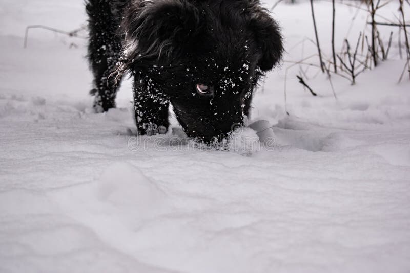 Perro de yarda negro, con el pelo lanudo, perro perdiguero Invierno, tiempo escarchado y mucha nieve blanca imagenes de archivo Perro de yarda negro, con el pelo lanudo, perro perdiguero Invierno, tiempo escarchado y mucha nieve blanca imagenes de archivo