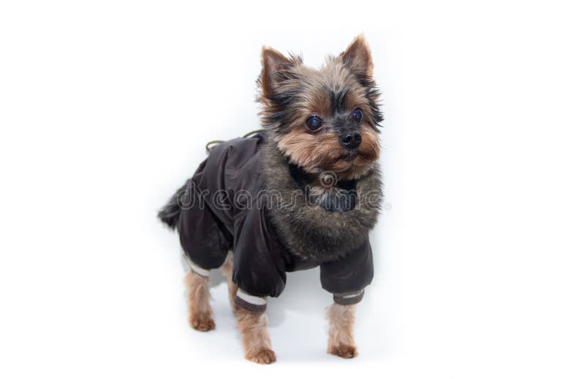 Manteau yorkshire terrier shop