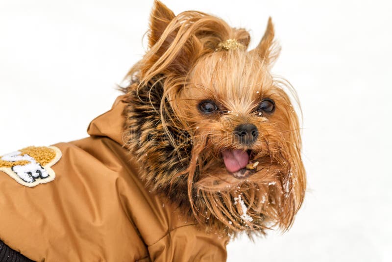 grava toma una foto boxeo Perro De Yorkshire En Un Abrigo De Invierno Foto de archivo - Imagen de  casta, palma: 89560296