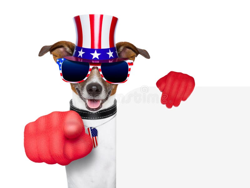 Perro del americano de los E.E.U.U. imagen de archivo Perro del americano de los E.E.U.U. imagen de archivo