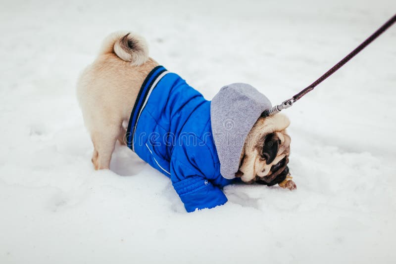 Perro del barro amasado que muerde un hueso al aire libre Abrigo de invierno que lleva del perrito que camina en nieve fotos de archivo libres de regalías Perro del barro amasado que muerde un hueso al aire libre Abrigo de invierno que lleva del perrito que camina en nieve fotos de archivo libres de regalías