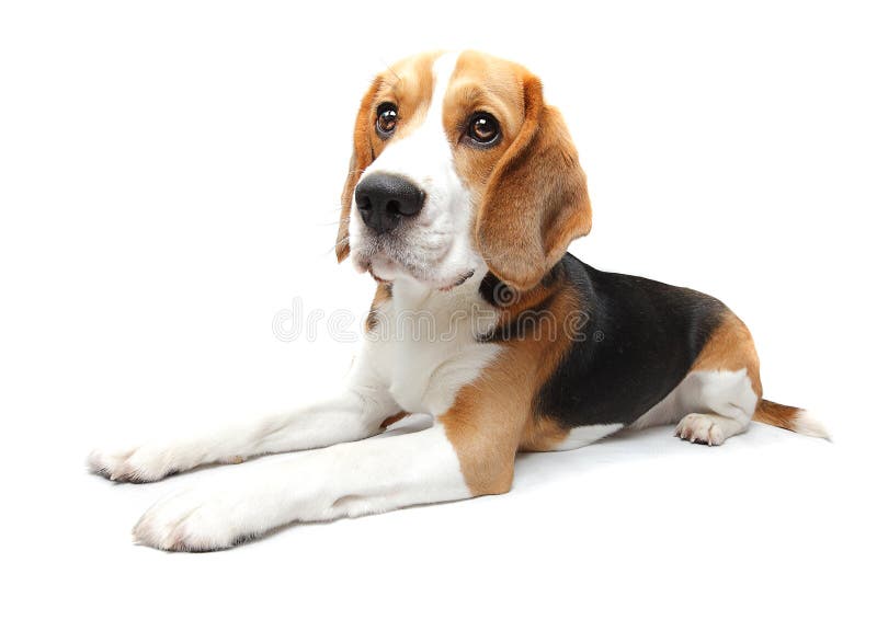 Perro del beagle