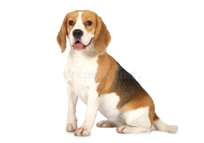 Perro del beagle aislado en el fondo blanco