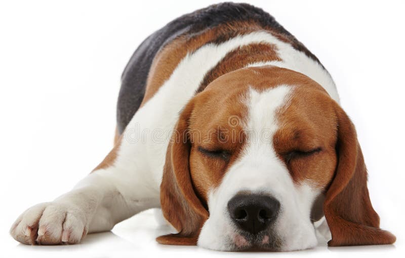 Perro del beagle el dormir imagenes de archivo Perro del beagle el dormir imagenes de archivo