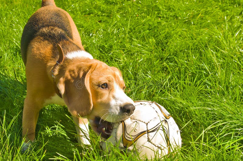 Perro del beagle que juega la bola imagen de archivo libre de regalías Perro del beagle que juega la bola imagen de archivo libre de regalías