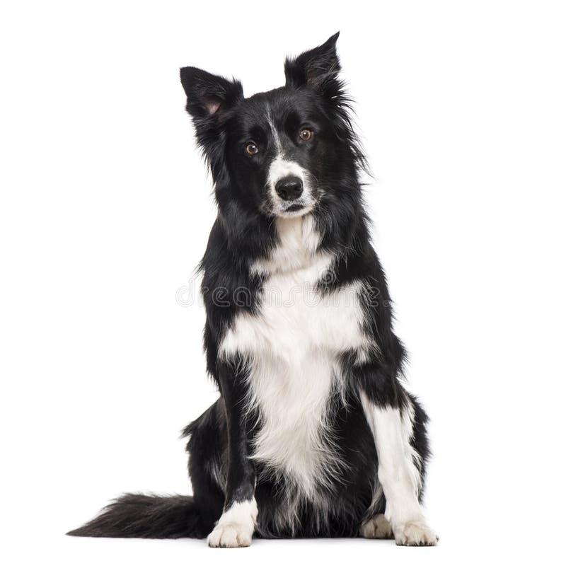 Perro del border collie que se sienta contra el fondo blanco imagen de archivo Perro del border collie que se sienta contra el fondo blanco imagen de archivo