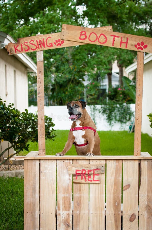 Perro del boxeador que se coloca en una cabina que se besa fotografía de archivo libre de regalías Perro del boxeador que se coloca en una cabina que se besa fotografía de archivo libre de regalías