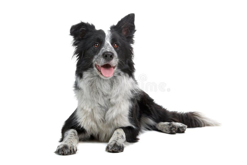 Perro del collie de frontera foto de archivo Perro del collie de frontera foto de archivo
