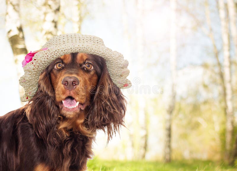 Perro del perro de aguas en un sombrero fotografía de archivo Perro del perro de aguas en un sombrero fotografía de archivo