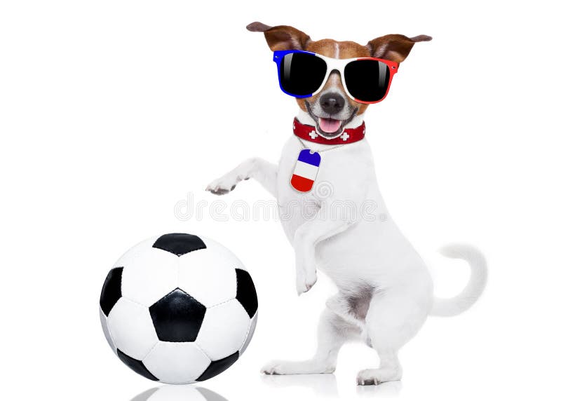 Perro del fútbol del fútbol con la bola imagenes de archivo Perro del fútbol del fútbol con la bola imagenes de archivo
