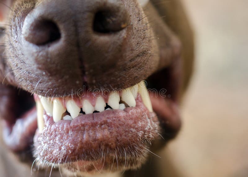 Perro del gruñido que muestra el primer de los dientes fotos de archivo Perro del gruñido que muestra el primer de los dientes fotos de archivo