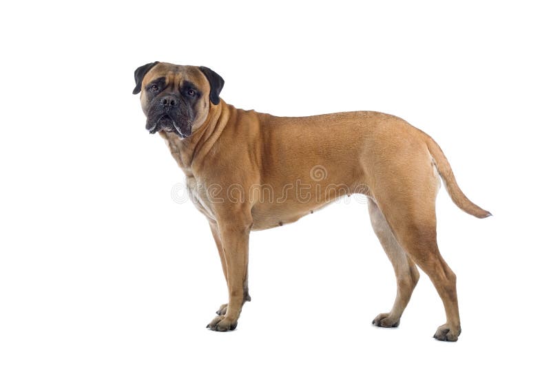 Perro del mastín de Bull imágenes de archivo libres de regalías Perro del mastín de Bull imágenes de archivo libres de regalías