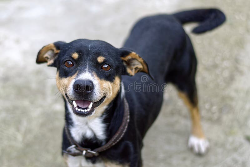 Perro del mestizo de la raza del color negro y piezas blancas y el menear del color pardo feliz imagen de archivo libre de regalías Perro del mestizo de la raza del color negro y piezas blancas y el menear del color pardo feliz imagen de archivo libre de regalías