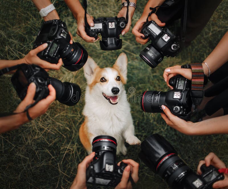 Welsh Corgi Pembroke dog posing for many cameras. Welsh Corgi Pembroke dog posing for many cameras