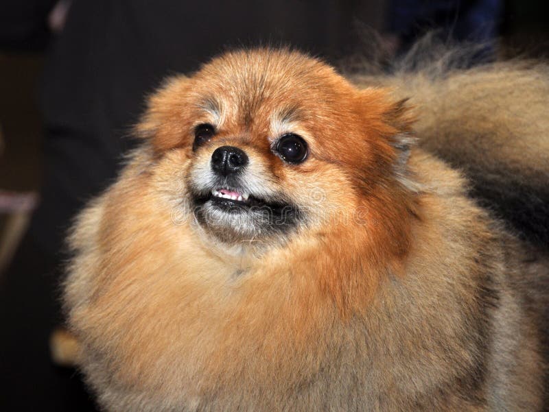 Perro del perro de Pomerania imágenes de archivo libres de regalías Perro del perro de Pomerania imágenes de archivo libres de regalías
