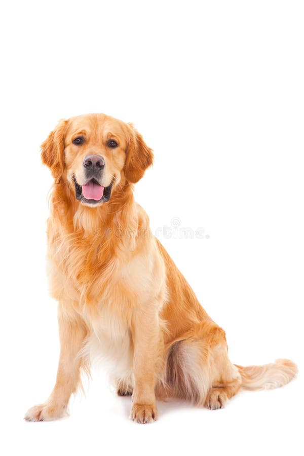 Perro del perro perdiguero de oro que se sienta en blanco