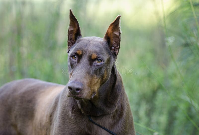 Perro del pinscher del Doberman imagen de archivo libre de regalías Perro del pinscher del Doberman imagen de archivo libre de regalías
