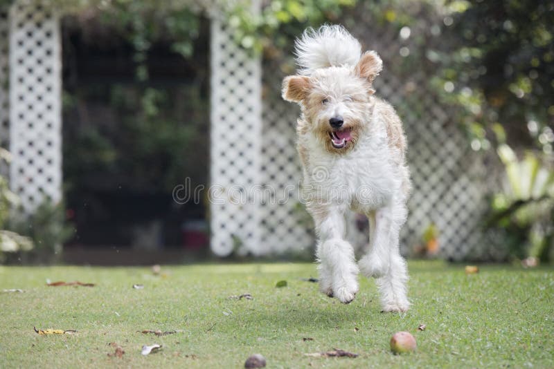 Perro del romagnolo de Lagotto imágenes de archivo libres de regalías Perro del romagnolo de Lagotto imágenes de archivo libres de regalías