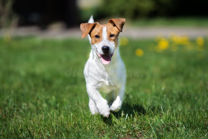 Perro del terrier de Jack Russell que corre al aire libre
