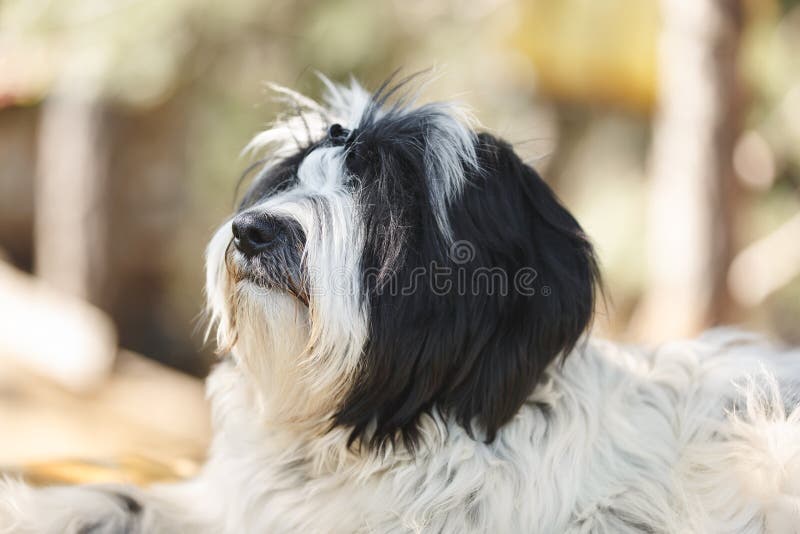 Perro del terrier tibetano que se acuesta y que mira para arriba hacia su dueño, cierre para arriba foto de archivo libre de regalías Perro del terrier tibetano que se acuesta y que mira para arriba hacia su dueño, cierre para arriba foto de archivo libre de regalías