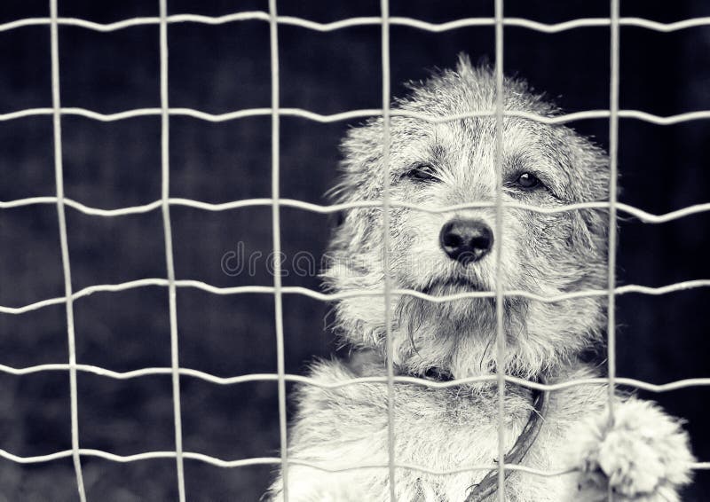 Perro detrás de una cerca fotos de archivo Perro detrás de una cerca fotos de archivo
