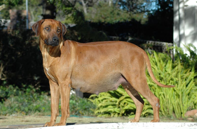 A highly pregnant Rhodesian Ridgeback dog female standing and watching in a garden in South Africa. Puppies of the litter are expected to be strong family dogs and very good with children. A highly pregnant Rhodesian Ridgeback dog female standing and watching in a garden in South Africa. Puppies of the litter are expected to be strong family dogs and very good with children.